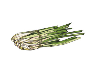 Hand drawn tied bunch of lemongrass sketch style, vector illustration