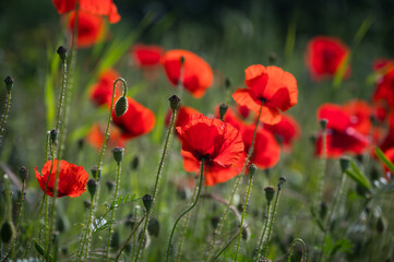 Poppies growing on the roadside, Roermond, Netherlands
