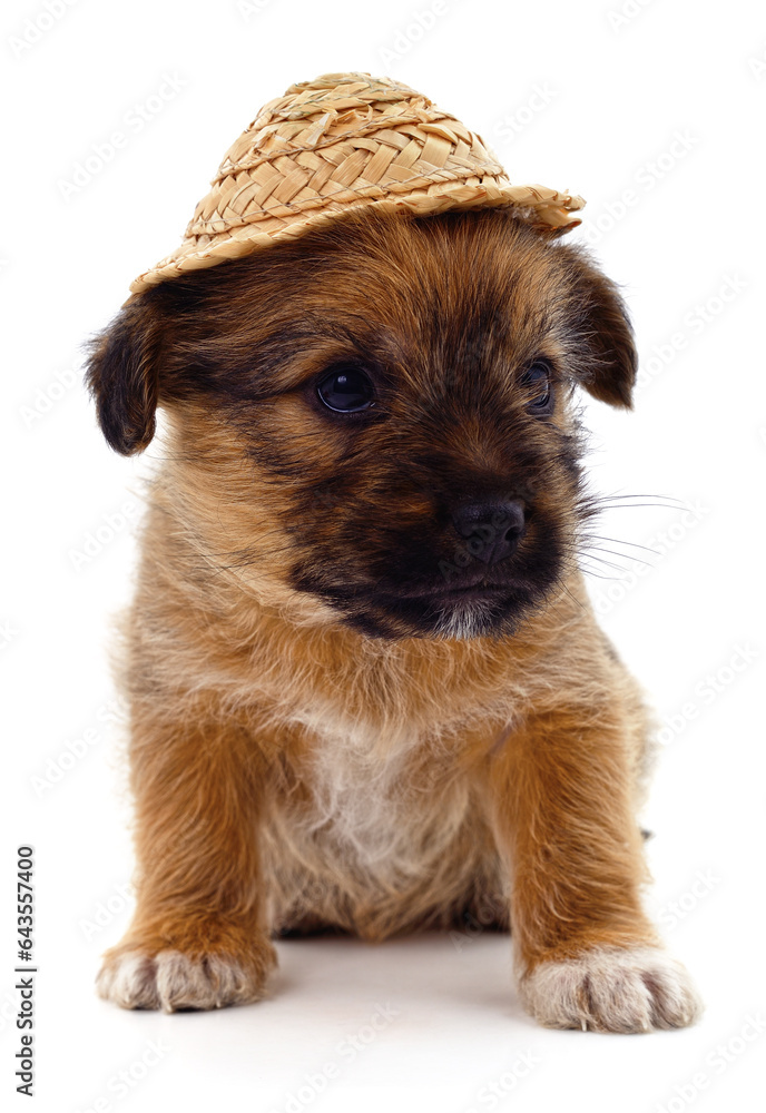 Sticker Puppy in a straw hat.