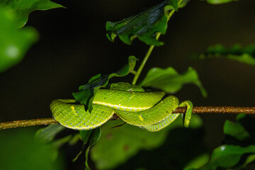 Green viper