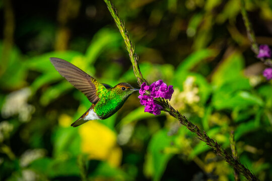 Hummingbird
