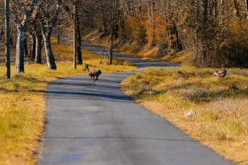Tuinposter Roe deer running on a country road in Dordogne © Zenistock
