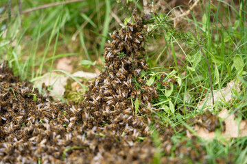 Swarm of bees moving on blades of grass