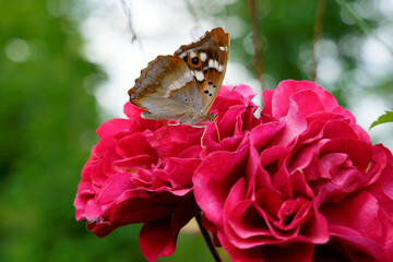 Great Changing Mars butterfly resting on a pink flower