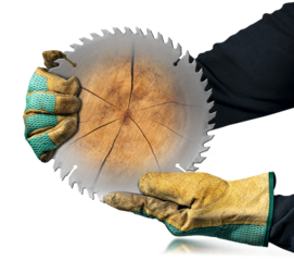 Carpenter with protective work gloves holding a metal circular saw blade and a cross section of a tree trunk. Isolated on white or transparent background. Png.