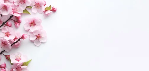 Fototapeten white color paper background decorated with  cherry blossom flowers. Flat lay banner with copy space © Shiina shiro111