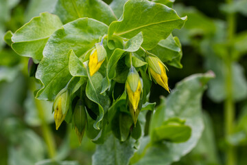 In spring, Cerinthe minor grows in the wild, field weed in the grass