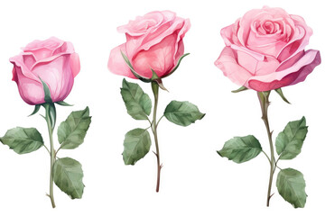 Watercolor image of a set of rose flowers on a white background