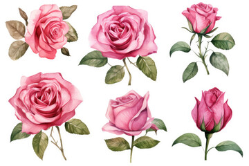 Watercolor image of a set of rose flowers on a white background