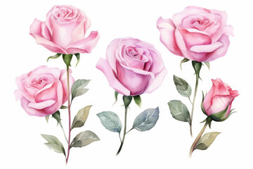 Fototapeta premium Watercolor image of a set of rose flowers on a white background