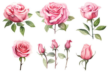 Watercolor image of a set of rose flowers on a white background