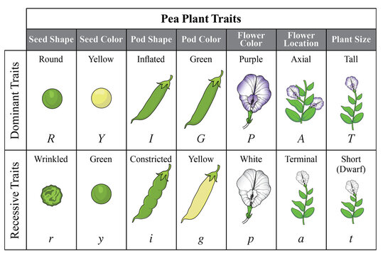 Mendel&rsquo;s Garden Pea Plant Experiment, Pea Plant Traits