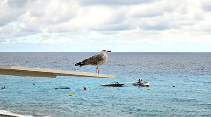 Seagull on the beach. Against the backdrop of the sea and a cloudy sky, a Seagull explores the world on the Promenade des Anglais in Nice, Cote d'Azur, France