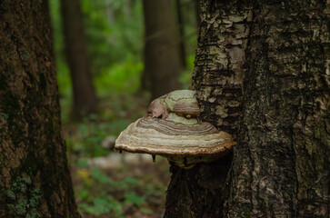 Beautiful tree mushroom on a tree trunk in the forest