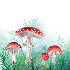 Four red fly agaric