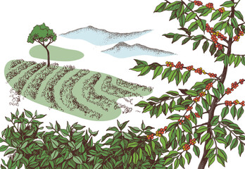 Coffee plantation hand drawn landscape