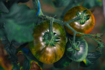 Fresh organic tomato plant on ukrainian garden