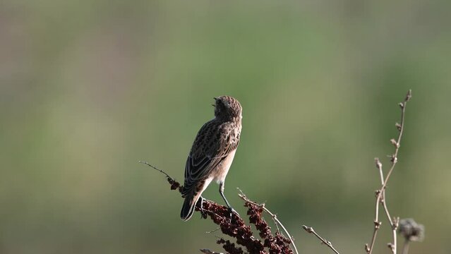 Whinchat Saxicola rubetra. A bird sitting on a tree turns its head. Slow motion.