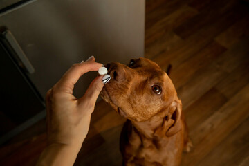 Pill for dog in the hands of the owner or veterinarian