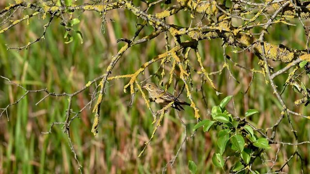Ortolan Bunting on branch, Emberiza hortulana. In the wild. Slow motion.