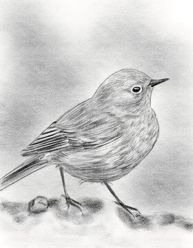 Oiseau rouge gorge moineau