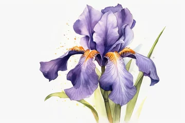 Foto auf Acrylglas Watercolor purple iris flowers with green leaves on a white background © Ameer
