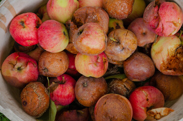 rotten red apples, autumn harvest spoils