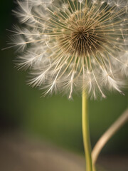 Close-up of dandelion with flying seed heads on a green background. Minimal flower art. Creative copy space.