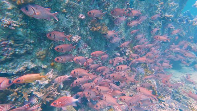 Shoal of white-edged soldierfish on underwater shipwreck