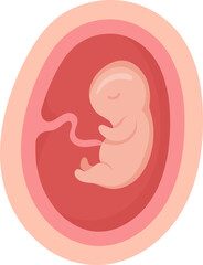 4 Month Human Embryo Inside Womb