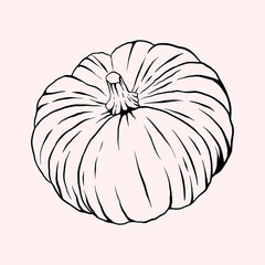 Pumpkin vector line art