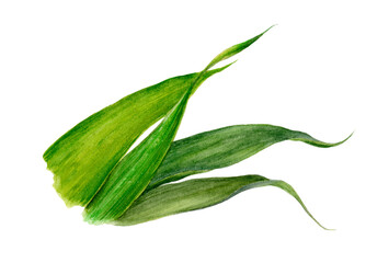 Obraz premium Watercolor close-up illustration of a ginger leaves isolated png-file.