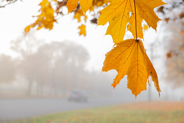 Orange yellow autumn maple leaves in fog. Autumn season, October, November