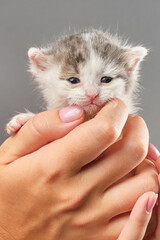 Newborn kittens in a female hands. Shallow depth of  field.