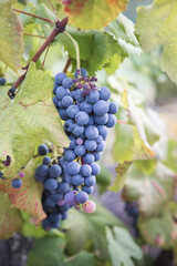 Bunches of grapes on the vine at harvest time, Portugal, Douro, Vila Real, Alijo. Maturation stage. Close up