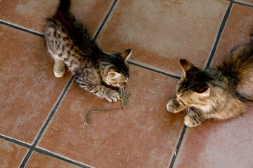 Cats eating a lizard in Noto, Sicily, Italy.