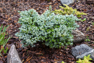 Rare Abies Koreana Kogouts - icebreaker growing in evergreen collectors garden. Symmetrical layered branching and long, blue-gray-green needles, a unique color shade for this species. With rain drops.