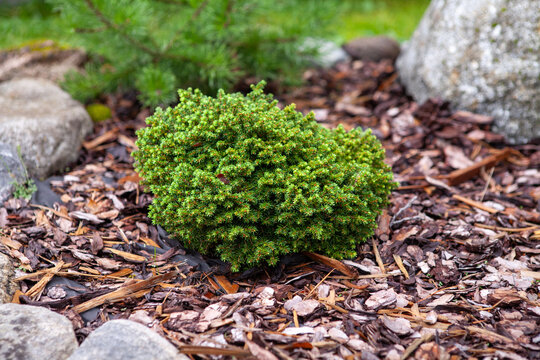Abies Koreana Silberperle growing in a rock garden. Miniature Korean Fir growing on flower bed in the garden. Freshly, professionally planted tree on flower bed, planting season - spring concept