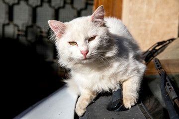 Cat on a car in Ohrid, Macedonia.