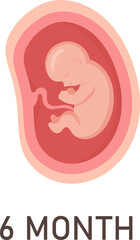6 Month Human Embryo Inside Womb