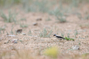 The wheatears are passerine birds of the genus Oenanthe. They were formerly considered to be members of the thrush family, Turdidae, but are now more commonly placed in the flycatcher family