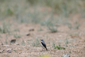 Migratory birds are particularly vulnerable to climate change effects, because they depend on multiple habitats and sites. group of migratory birds that are vulnerable to climate change are shorebirds