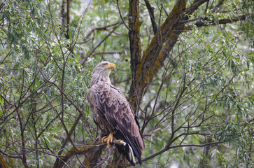 White-tailed eagles hunt in the air and attack with great speed. Danube Delta is a UNESCO World...