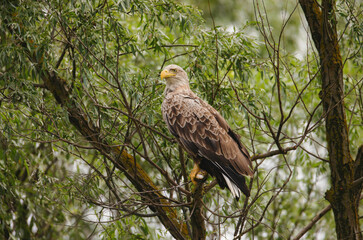 Birds at risk of extinction. Reduce carbon footprint, preserving earth living, causes of climate change emissions of harmful gases, carbon dioxide contributes to global warming and environmental