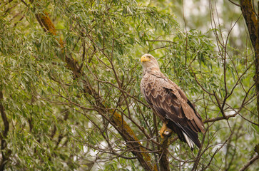White-tailed eagle or Haliaeetus albicilla close-up. European birds wildlife