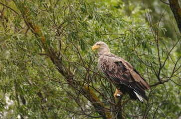 Birds at risk of extinction. Reduce carbon footprint, preserving earth living, causes of climate change emissions of harmful gases, carbon dioxide contributes to global warming and environmental
