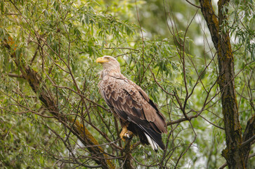 Birds at risk of extinction. Reduce carbon footprint, preserving earth living, causes of climate...