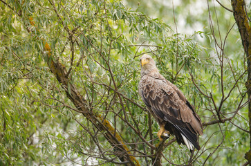 White-tailed eagle or Haliaeetus albicilla close-up. European birds wildlife