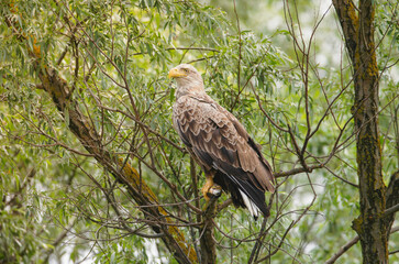 Birds at risk of extinction. Reduce carbon footprint, preserving earth living, causes of climate...