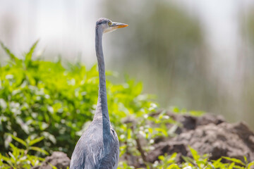 Most birdwatchers who enjoy watching gray herons prefer to do so in their natural habitat